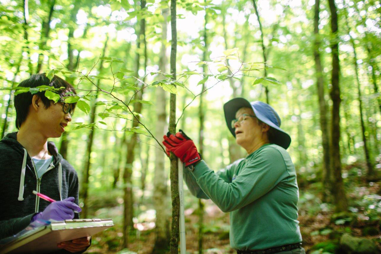 Forest Journal: Protecting 'sugar babies'